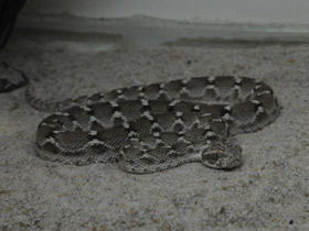 Смотреть фото Песчаная эфа Фото Песчаная эфа