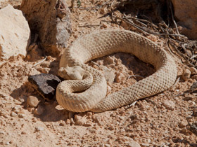 Смотреть фото Персидская гадюка Фото Персидская гадюка