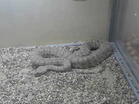 Смотреть фото Персидская гадюка Фото Персидская гадюка