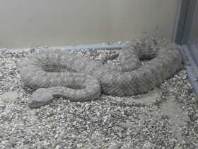 Смотреть фото Персидская гадюка Фото Персидская гадюка