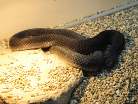 Фото Асписовая гадюка