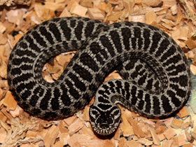 Фото Гадюка Динника