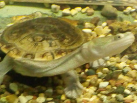 Фото Змеиношейная черепаха Зибенрока