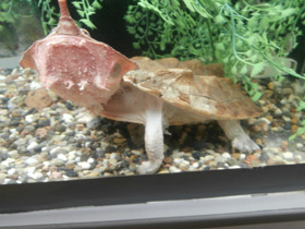 Фото Черепаха матамата