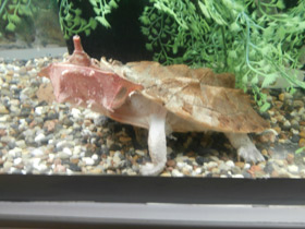 Фото Черепаха матамата