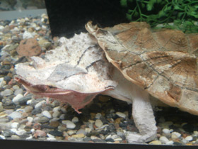 Фото Черепаха матамата