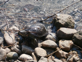 Смотреть фото Болотная черепаха Фото Болотная черепаха