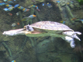 Фото Жабоголовая черепаха