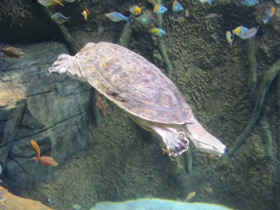 Фото Жабоголовая черепаха