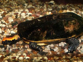 Фото Красноголовая плоская черепаха