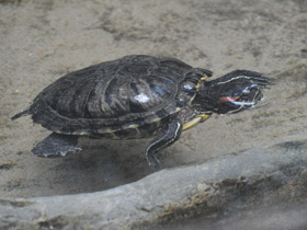 Смотреть фото Красноухая черепаха Фото Красноухая черепаха