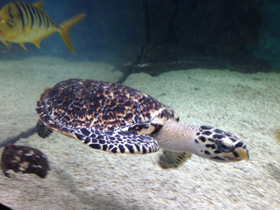 Смотреть фото Бисса Фото Бисса