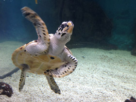 Смотреть фото Бисса Фото Бисса