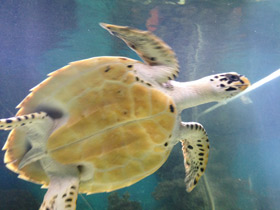 Смотреть фото Бисса Фото Бисса