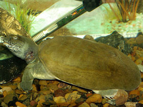 Смотреть фото Дальневосточная черепаха Фото Дальневосточная черепаха