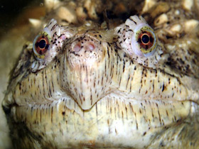 Фото Каймановая черепаха