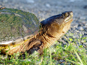 Фото Каймановая черепаха