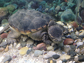 Фото Каймановая черепаха