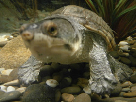 Смотреть фото Головастая иловая черепаха Фото Головастая иловая черепаха