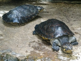 Фото Удивительные животные Мадагаскара. Часть 3