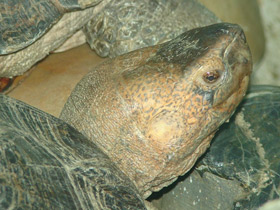 Смотреть фото Шиповатая черепаха Фото Шиповатая черепаха