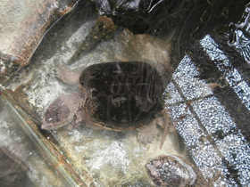 Смотреть фото Грифовая черепаха Фото Грифовая черепаха