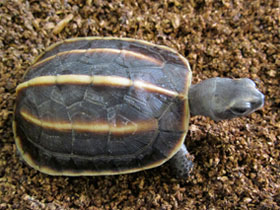 Смотреть фото Индийская трехкилевая черепаха Фото Индийская трехкилевая черепаха