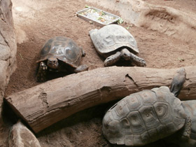 Смотреть фото Черная складная черепаха Фото Черная складная черепаха