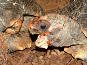 Фото 10 интересных фактов о черепахах