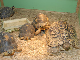 Фото Пантеровая черепаха