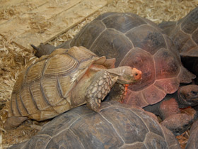 Фото Шпороносная черепаха