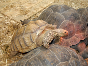 Фото Шпороносная черепаха
