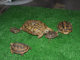 Фото Эластичная черепаха