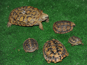 Фото Эластичная черепаха