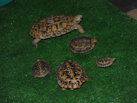 Фото Эластичная черепаха