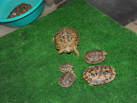 Фото Эластичная черепаха