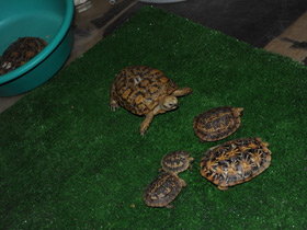 Фото Эластичная черепаха