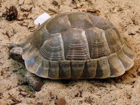 Фото 10 интересных фактов о черепахах