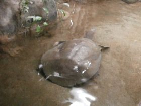 Смотреть фото Африканский трионикс Фото Африканский трионикс